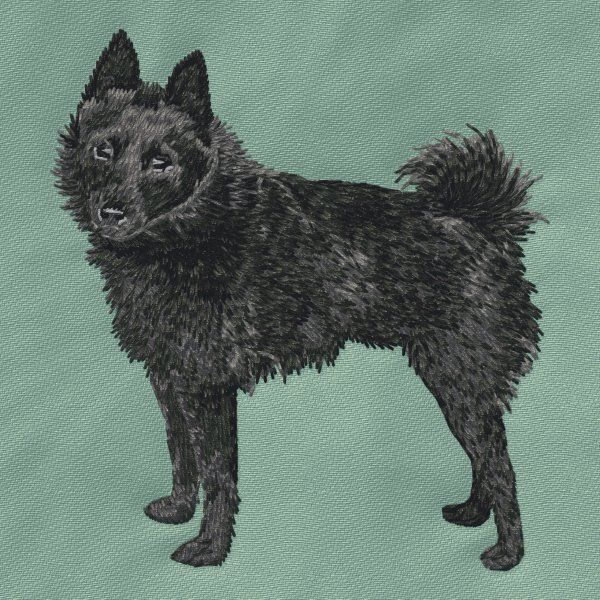 Schipperke 3