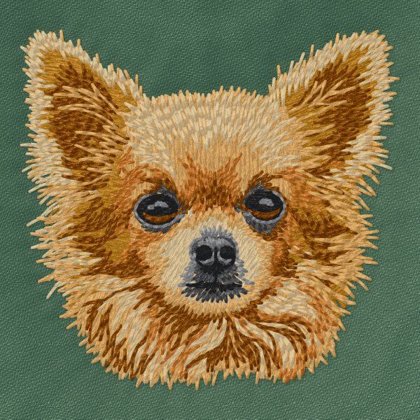 Chihuahua 16