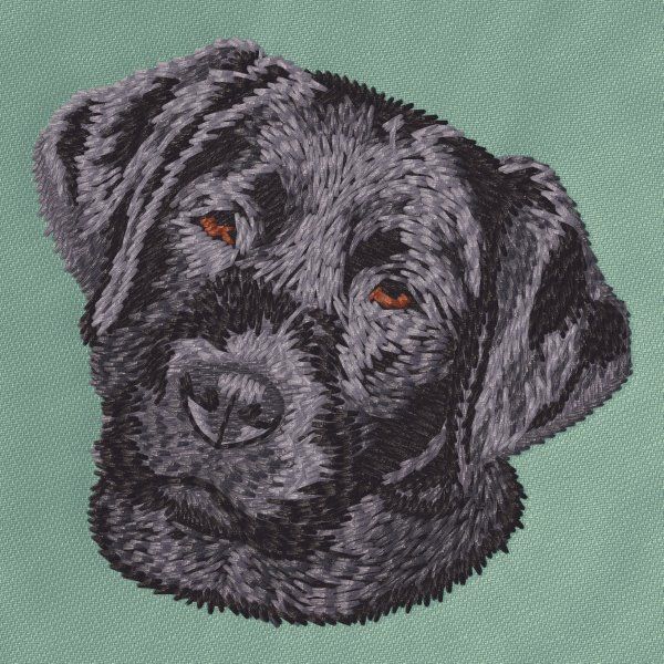 Labrador Retriever 21