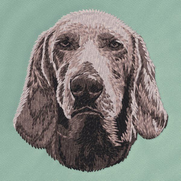 Weimaraner 3