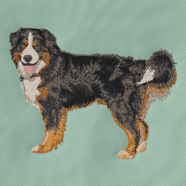 Bernese Mountain Dog 9