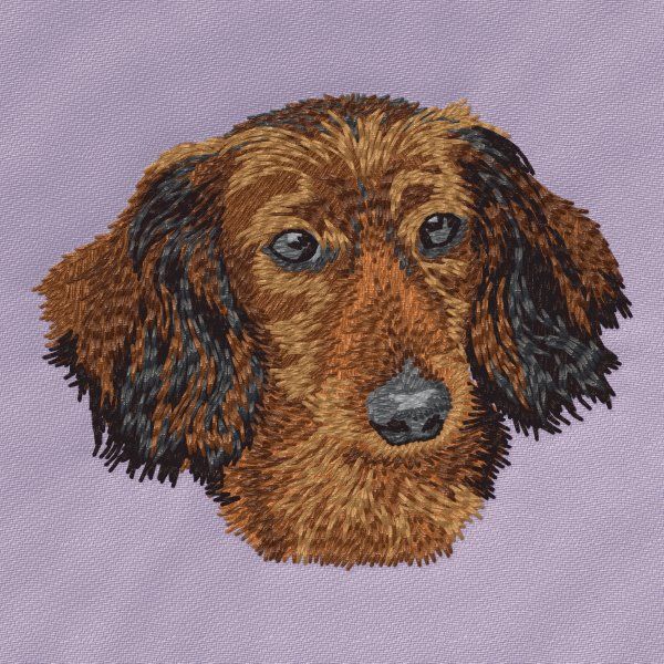 Dachshund 17