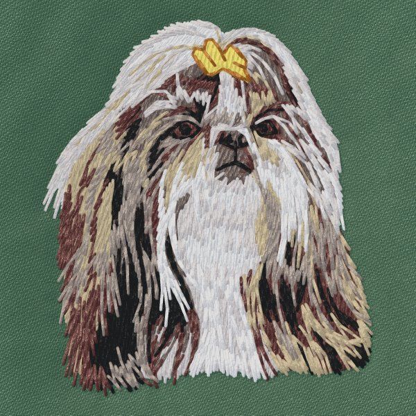 Shih-tzu 6