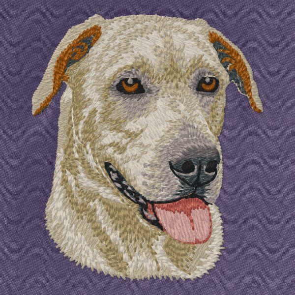 Labrador Retriever 20