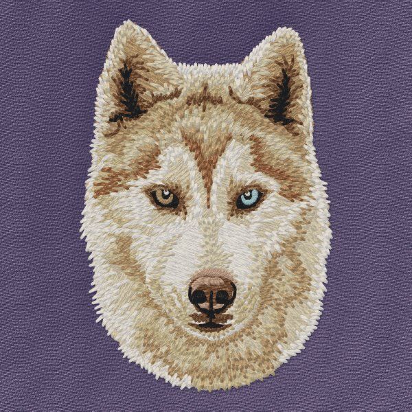 Sibiřský husky 5