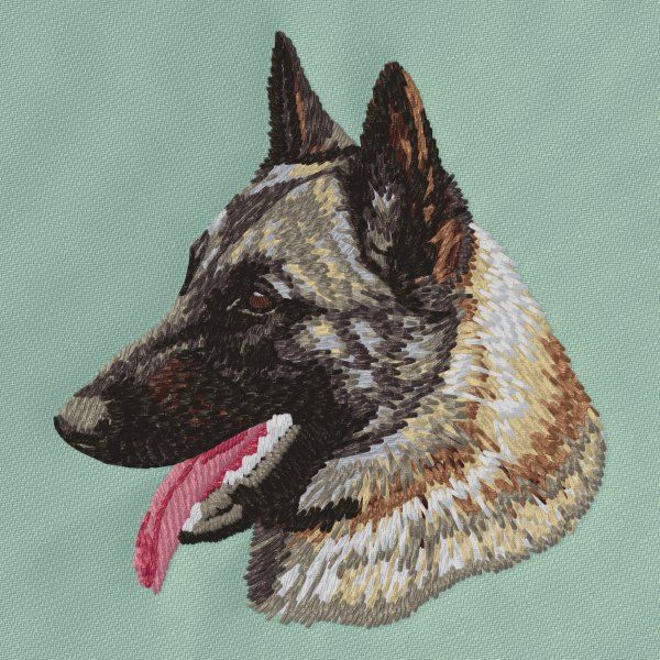 Belgischer Schäferhund 3