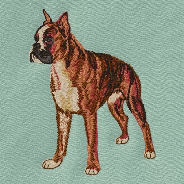 Boxer 10