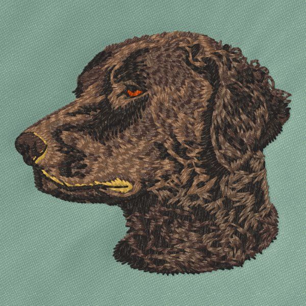 Curly-coated Retriever 2