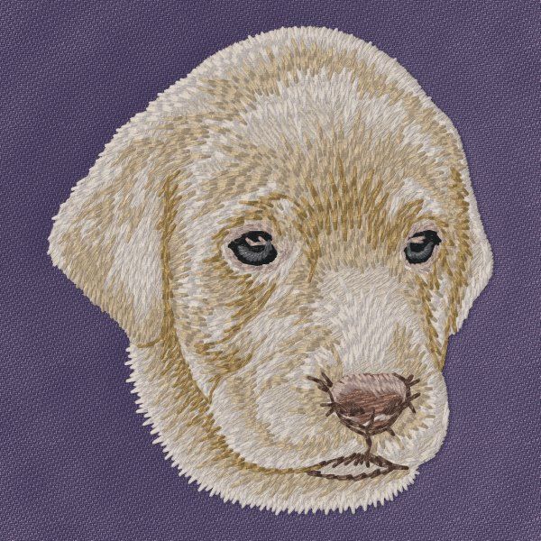 Labrador Retriever 19