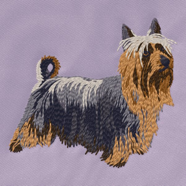 Australský silky teriér 3