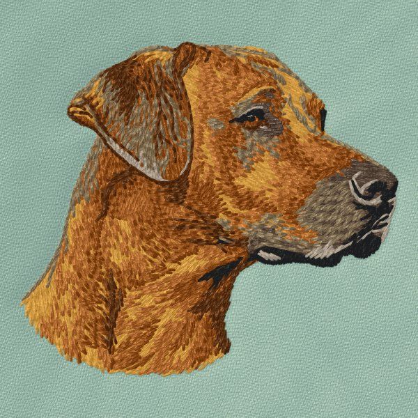 Rhodesian Ridgeback 4