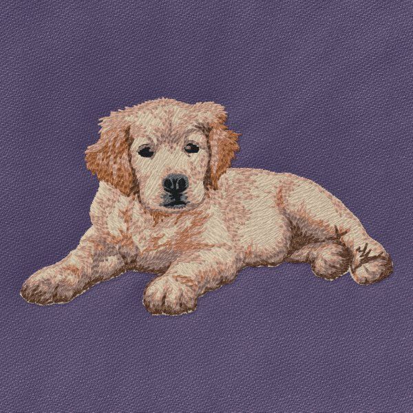 Golden Retriever 12