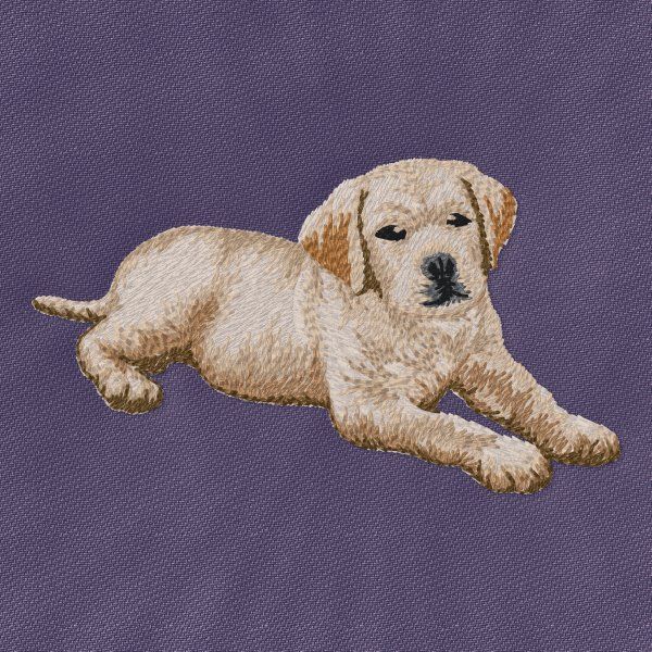 Labrador Retriever 18