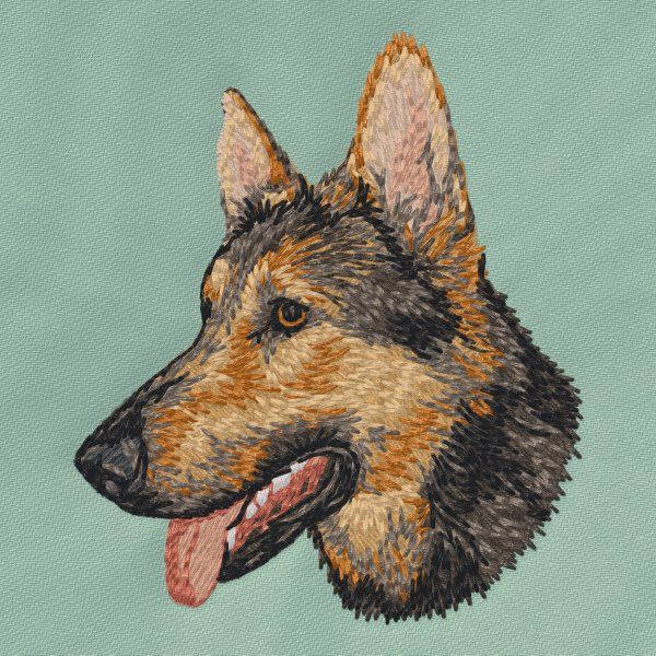 German Shepherd 15