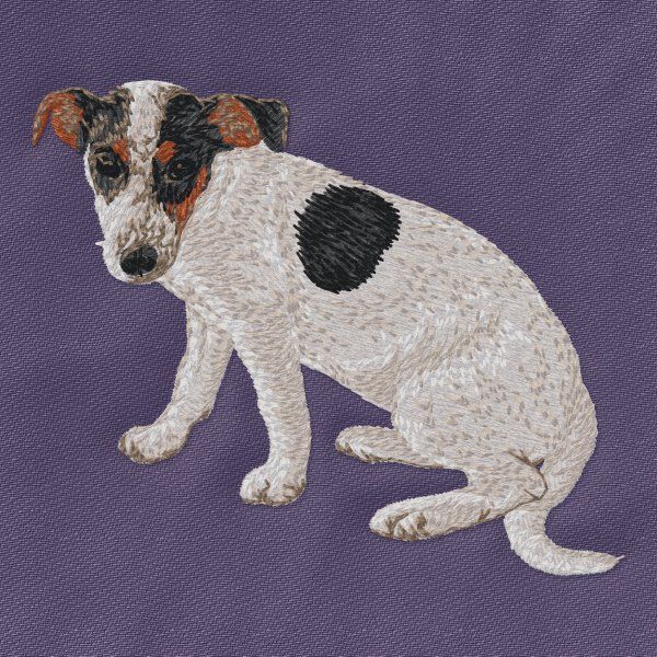 Jack Russell teriér 3