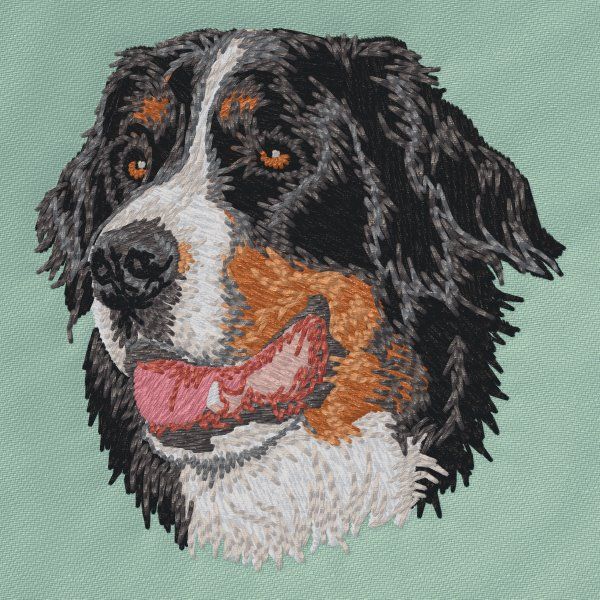 Berner Sennenhund 6