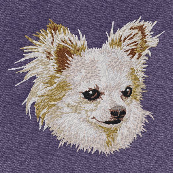 Chihuahua 9