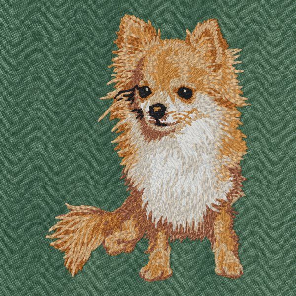 Chihuahua 8
