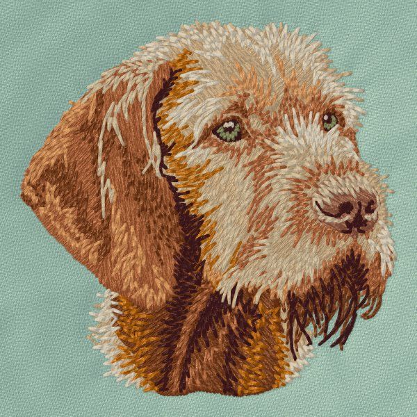 Vizsla 3