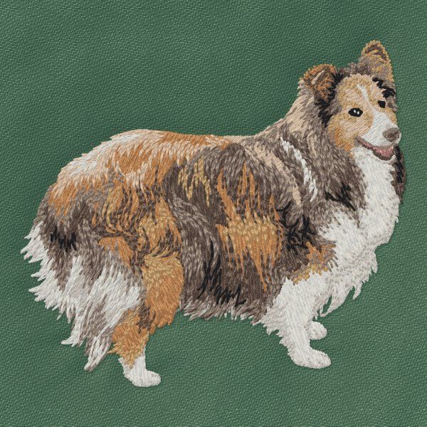 Sheltie 6