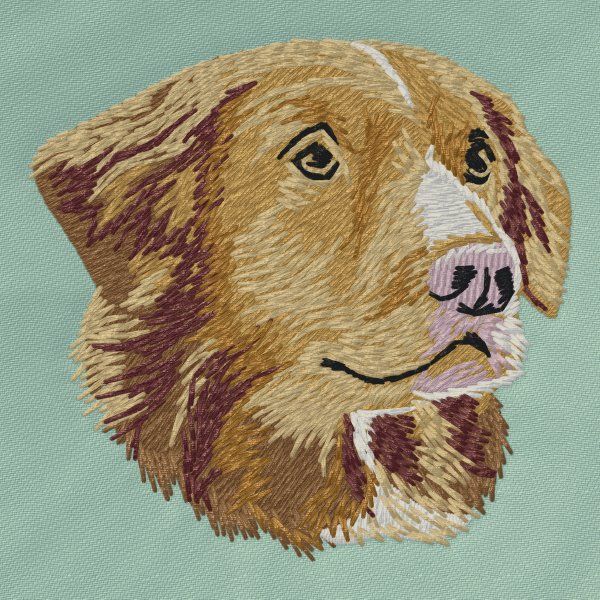 Nova Scotia Duck Tolling Retriever 2