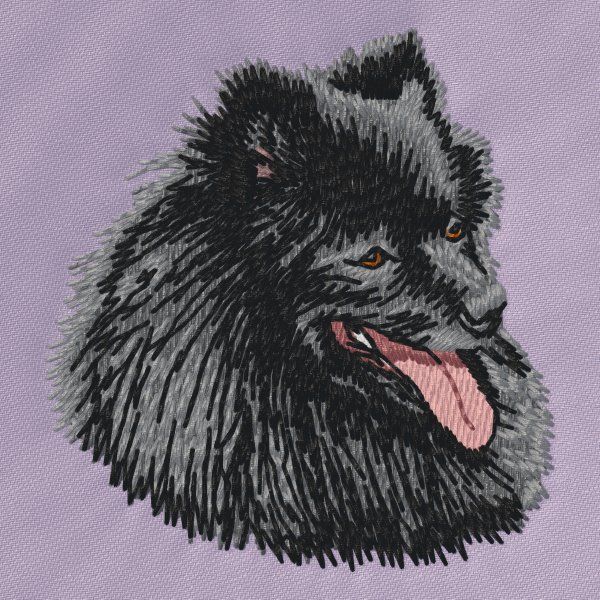 German Spitz 2