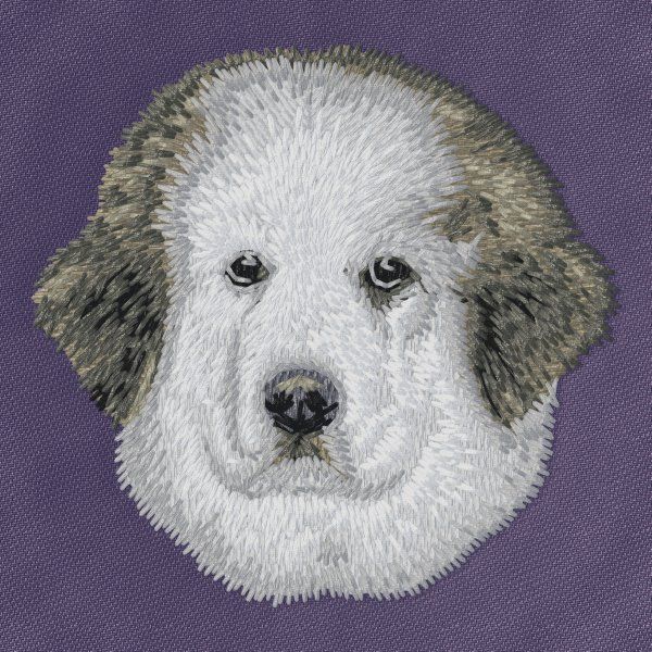 Pyrenean Mountain Dog 2