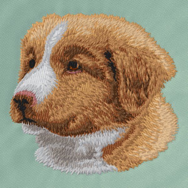 Nova Scotia Duck Tolling Retriever 1