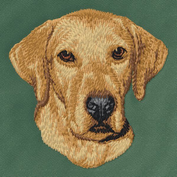 Rhodesian Ridgeback 2