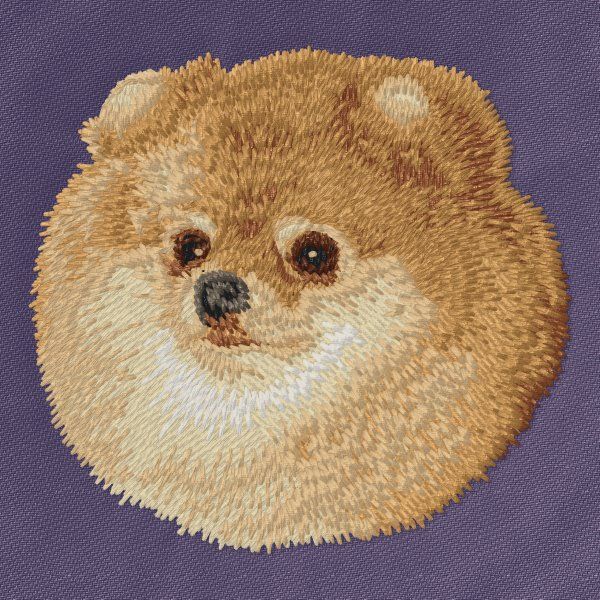 Pomeranian 6