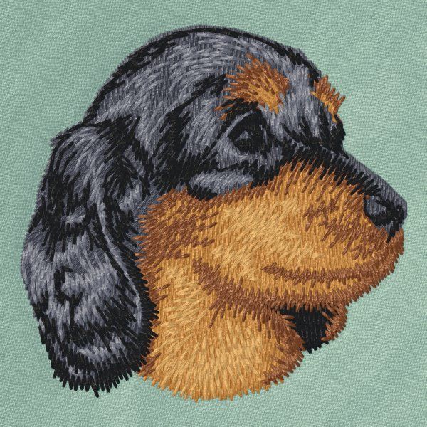 Dachshund 7