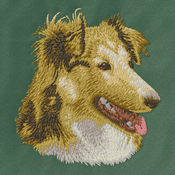 Sheltie 5