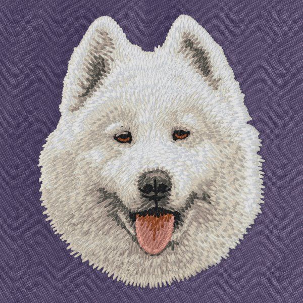Samojed 2