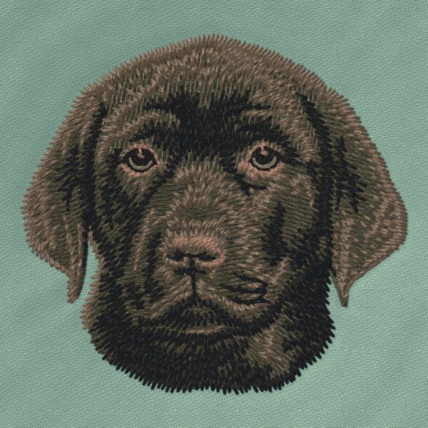 Labrador Retriever 16