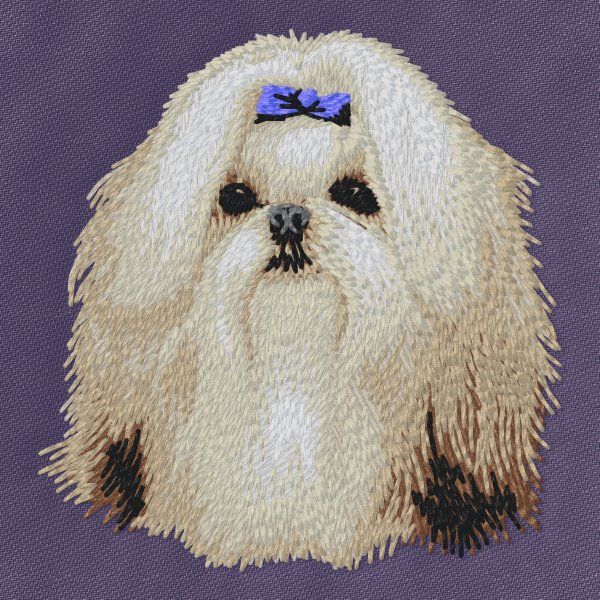Shih Tzu 4
