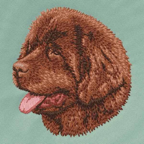 Newfoundland dog 2