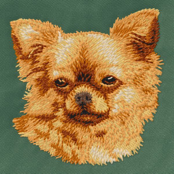 Chihuahua 7