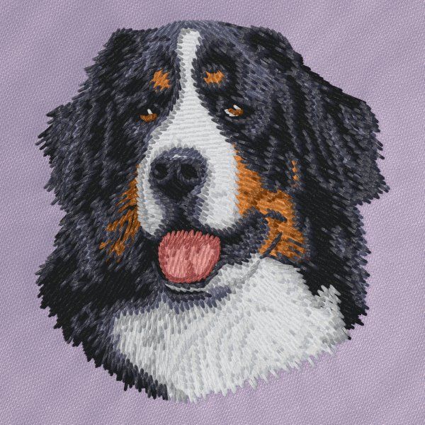 Berner Sennenhund 5