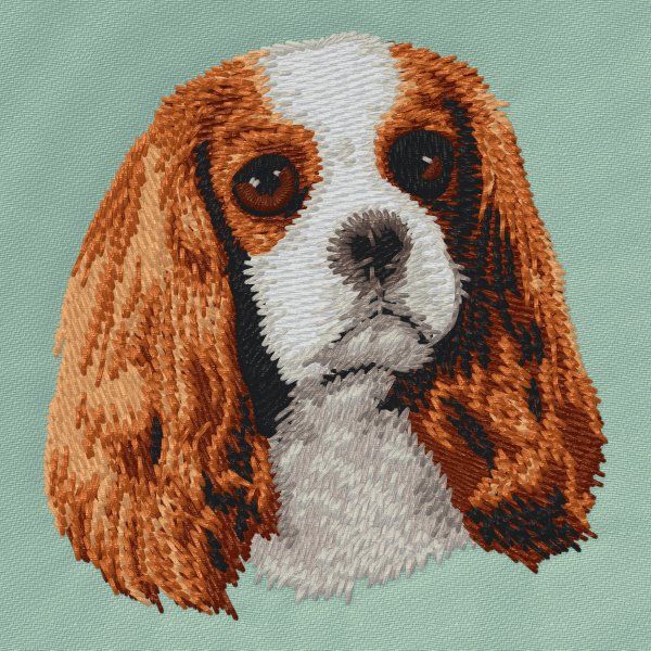 Kavalír king Charles španěl 6