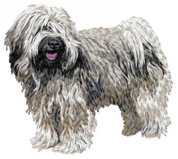 Tibetan Terrier 1