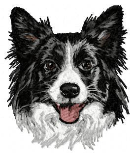 Border kolie 5