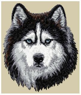 Sibiřský husky 1