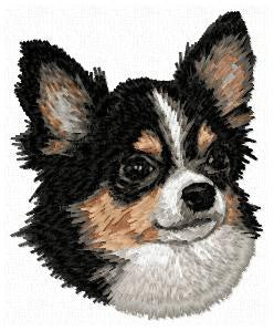 Chihuahua 3