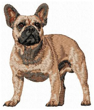 Französische Bulldogge 1