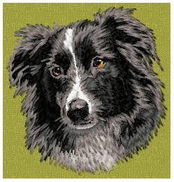 Border kolie 4
