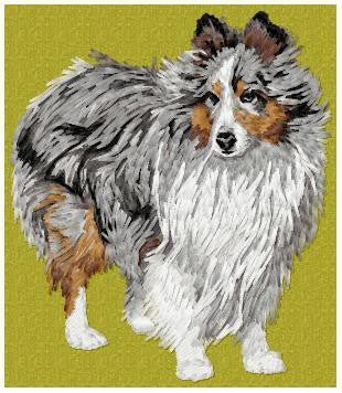 Sheltie 3