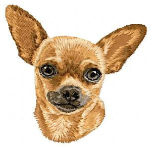 Chihuahua 1