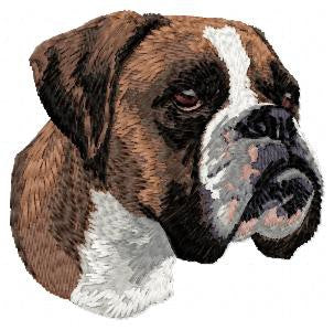 Deutscher Boxer 4