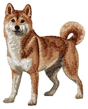 Shiba Inu 1