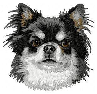 Chihuahua 6